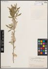 Foto von Salix elbursensis Boiss.